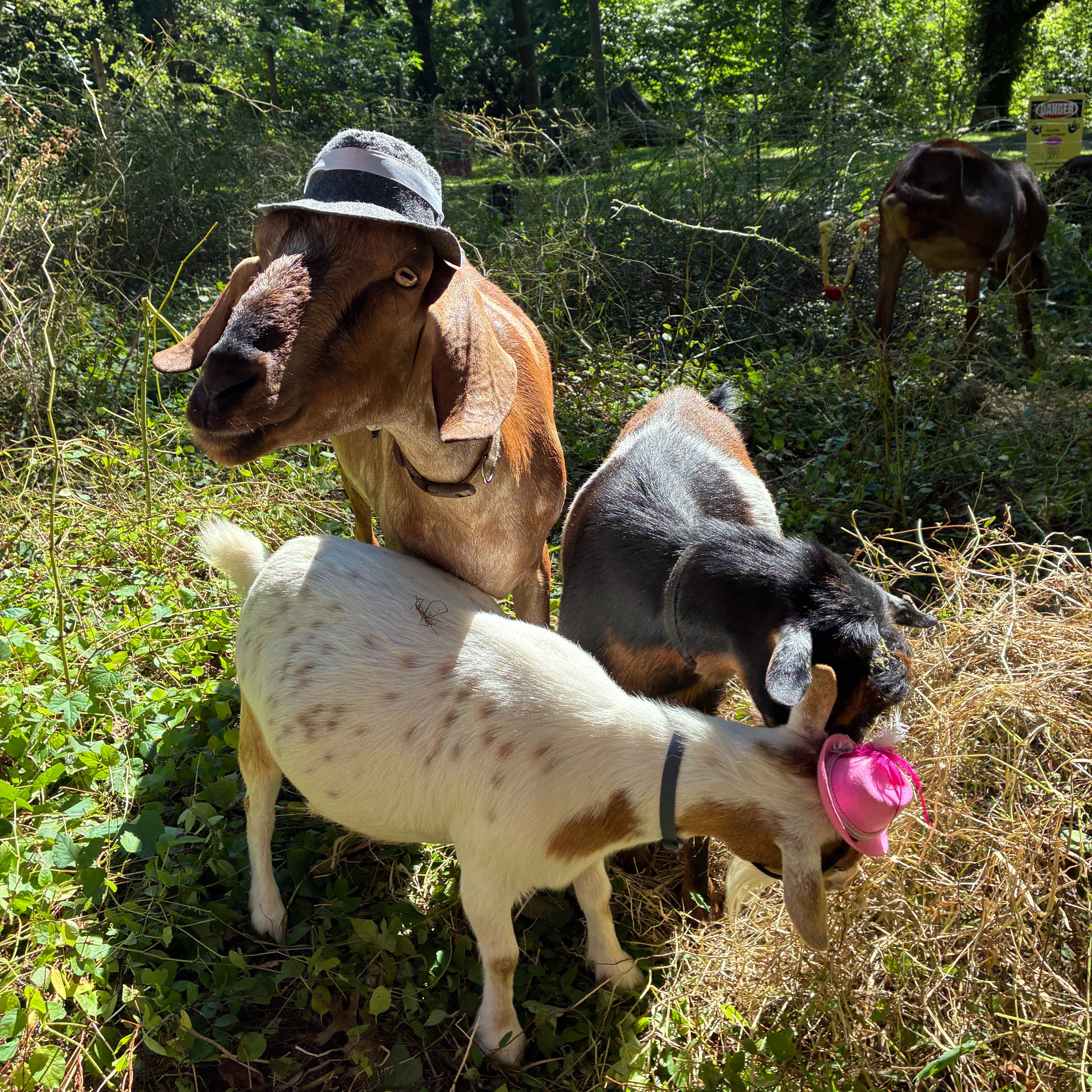 Costume contest, a drag queen and, of course, goats: What to know about Philly Goat Project’s GOAToberFest episode artwork