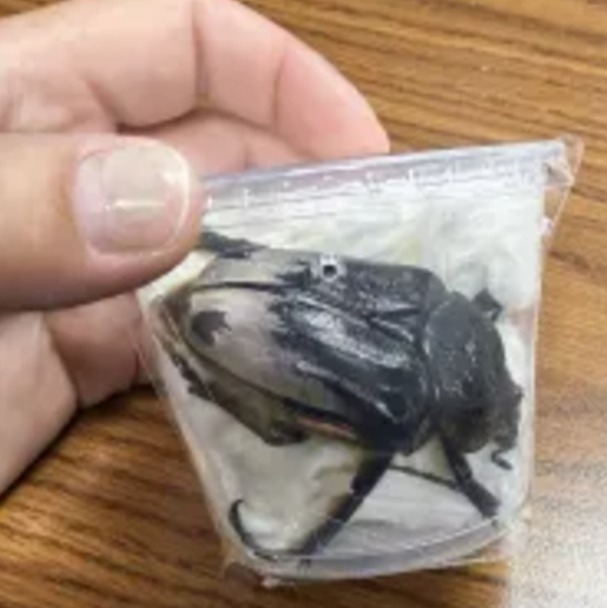Philly customs officers seize rare beetles from alleged smugglers episode artwork