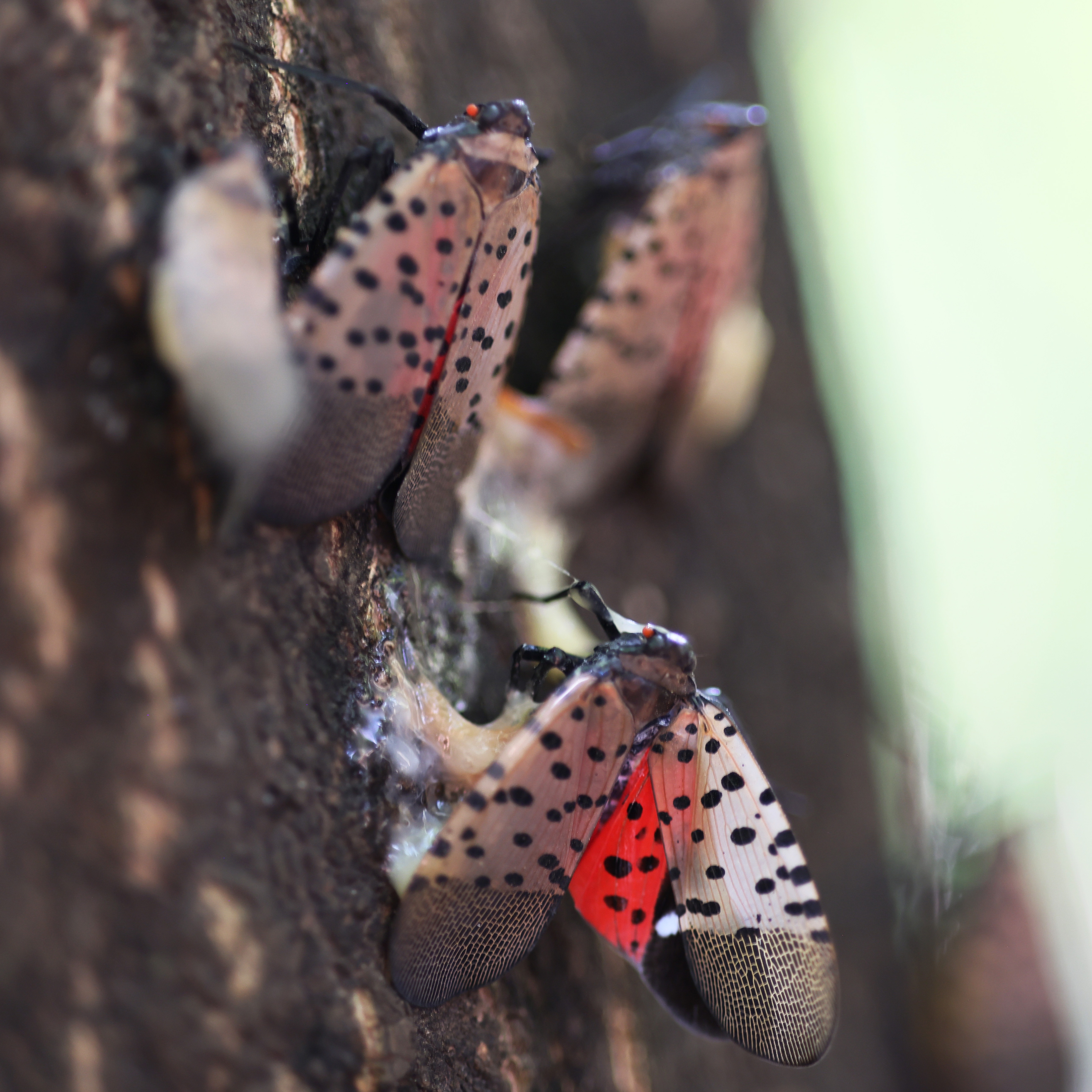 Pa. AG sues Idaho man over alleged spotted lanternfly scam episode artwork