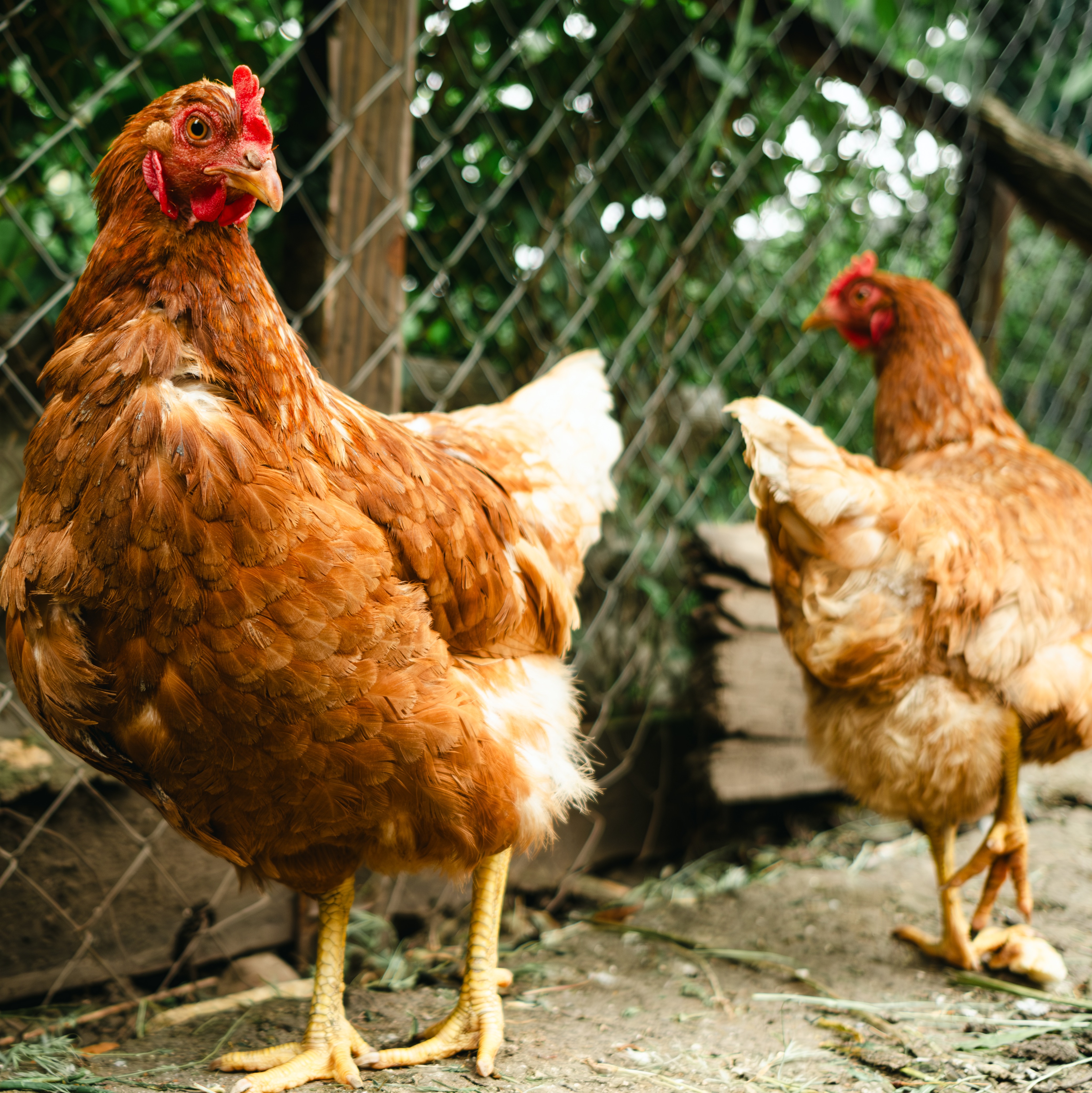Collingswood passes ordinance permitting backyard chicken coops episode artwork