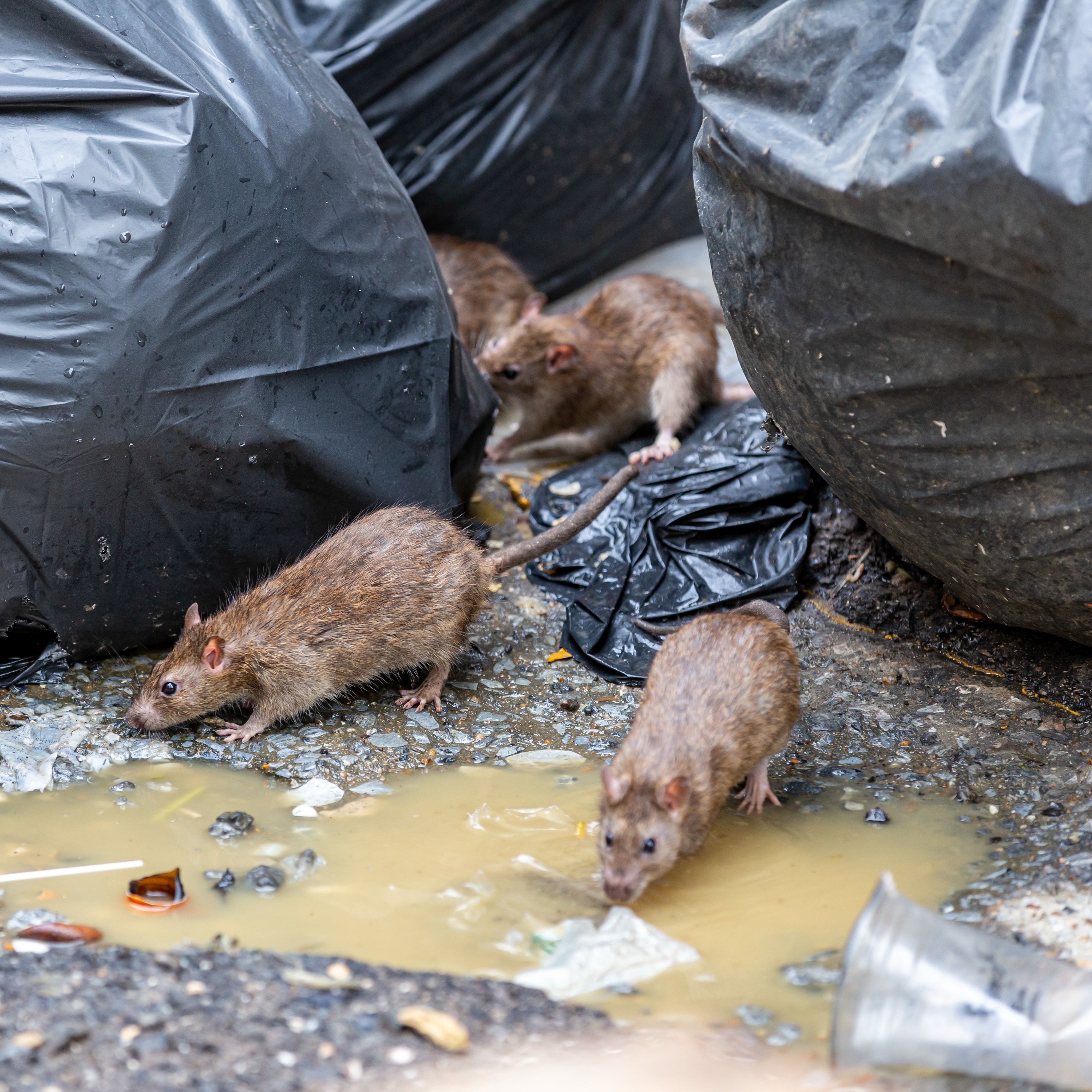 City Council resolution calls for a coordinated city effort to fight rat infestation in Lower Northeast episode artwork