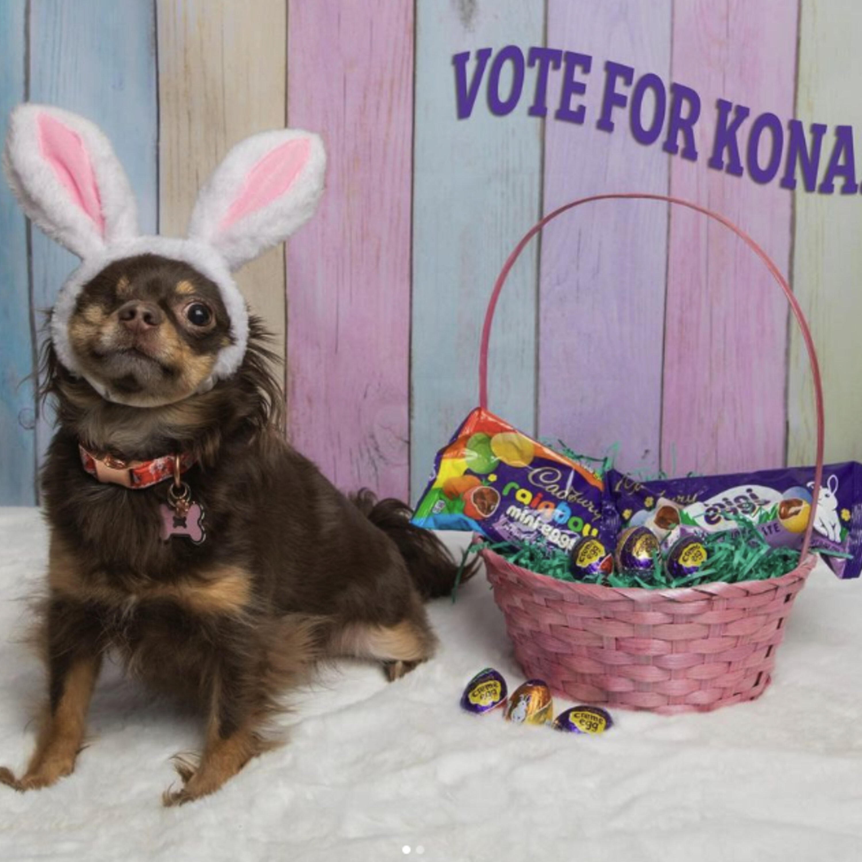A One-Eyed Chihuahua From Oregon Could Be The Next Cadbury Bunny episode artwork