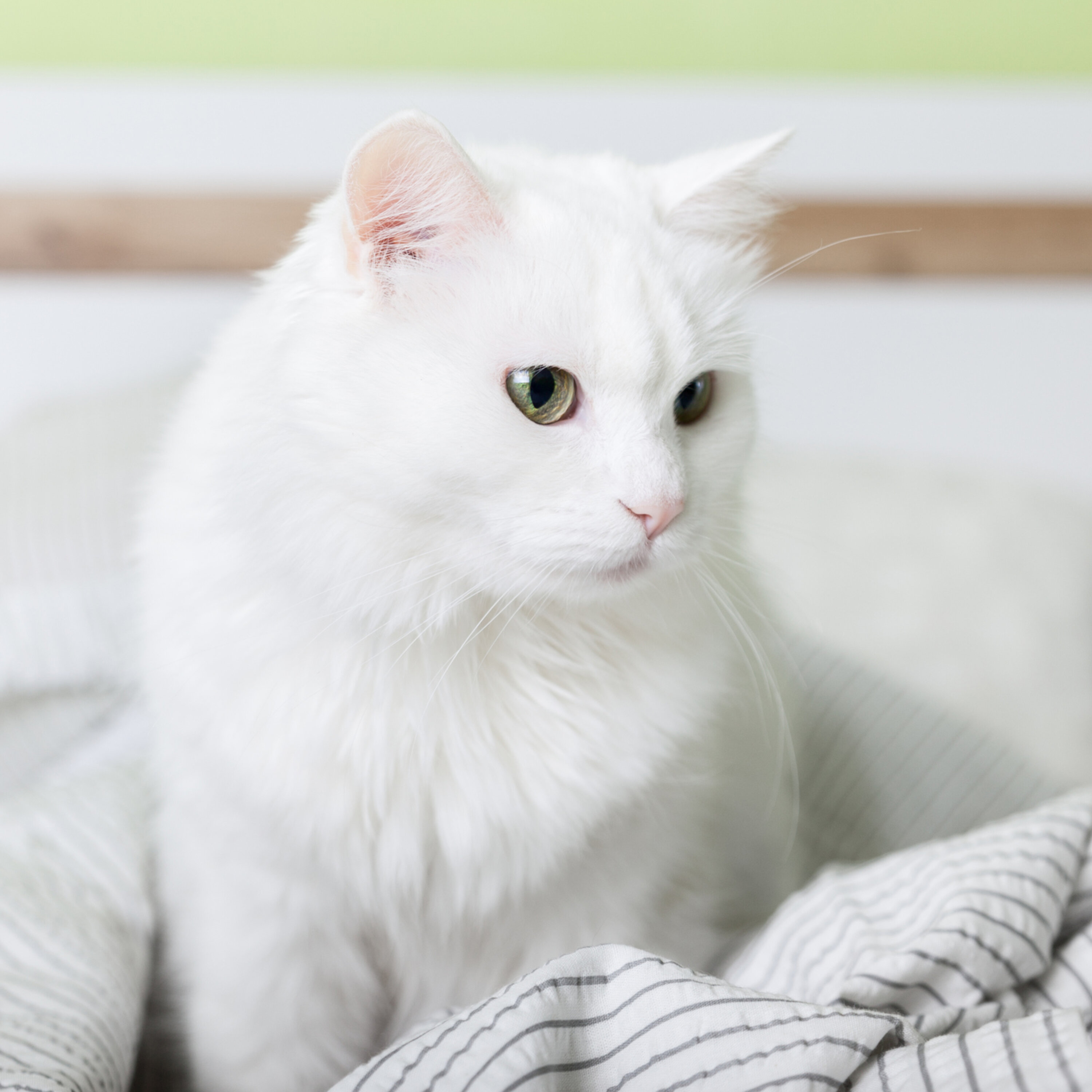 Family Cat Might Die In Our Daughters Room episode artwork