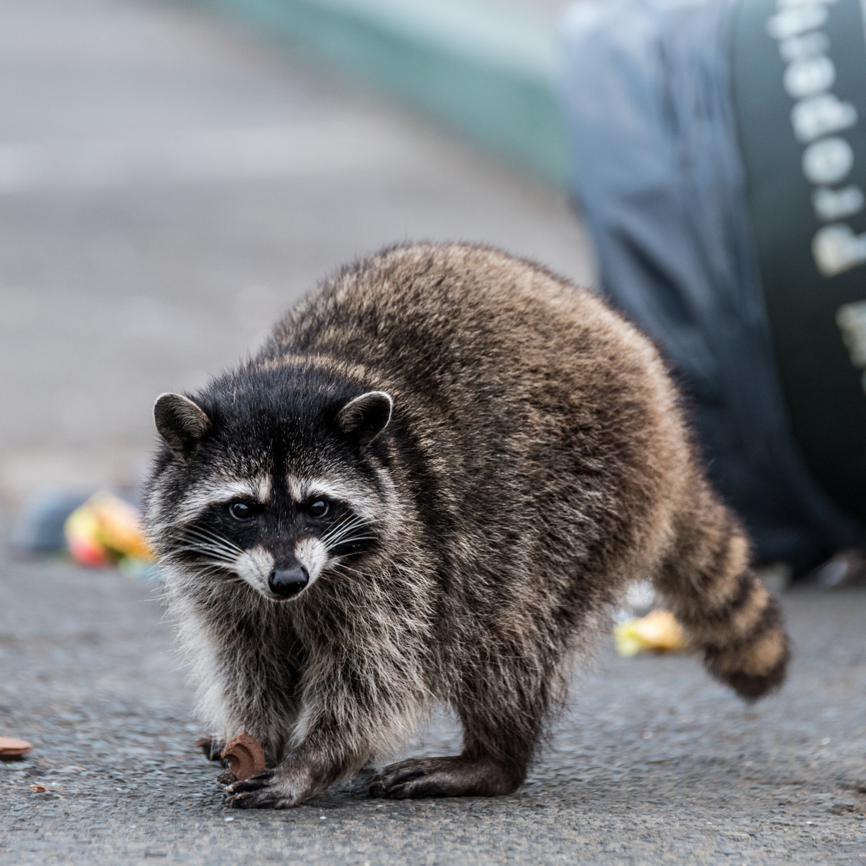 Daylight raccoon sighting at Hampton gas station