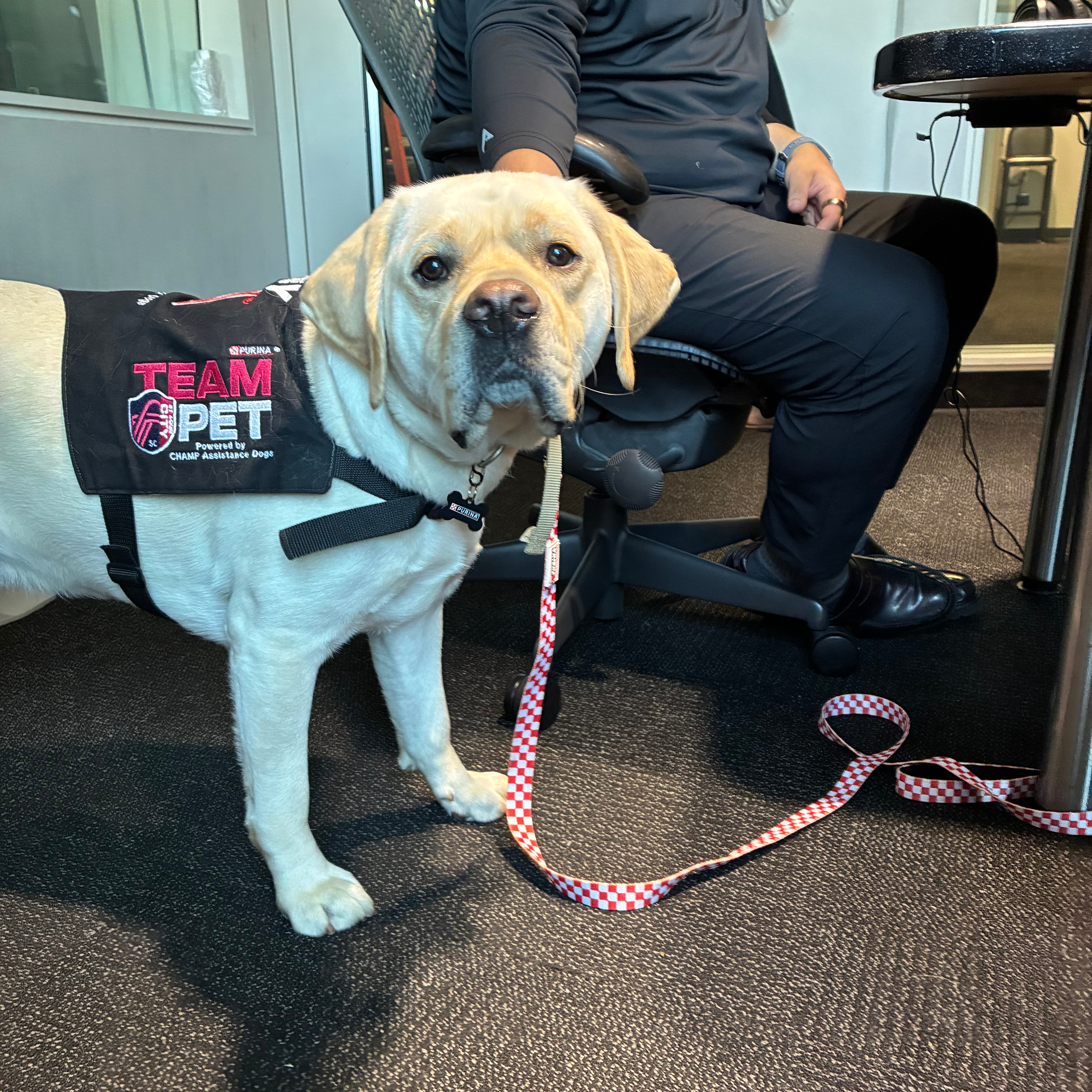 'Pups at the Park' returns to Energizer Park August 28 episode artwork
