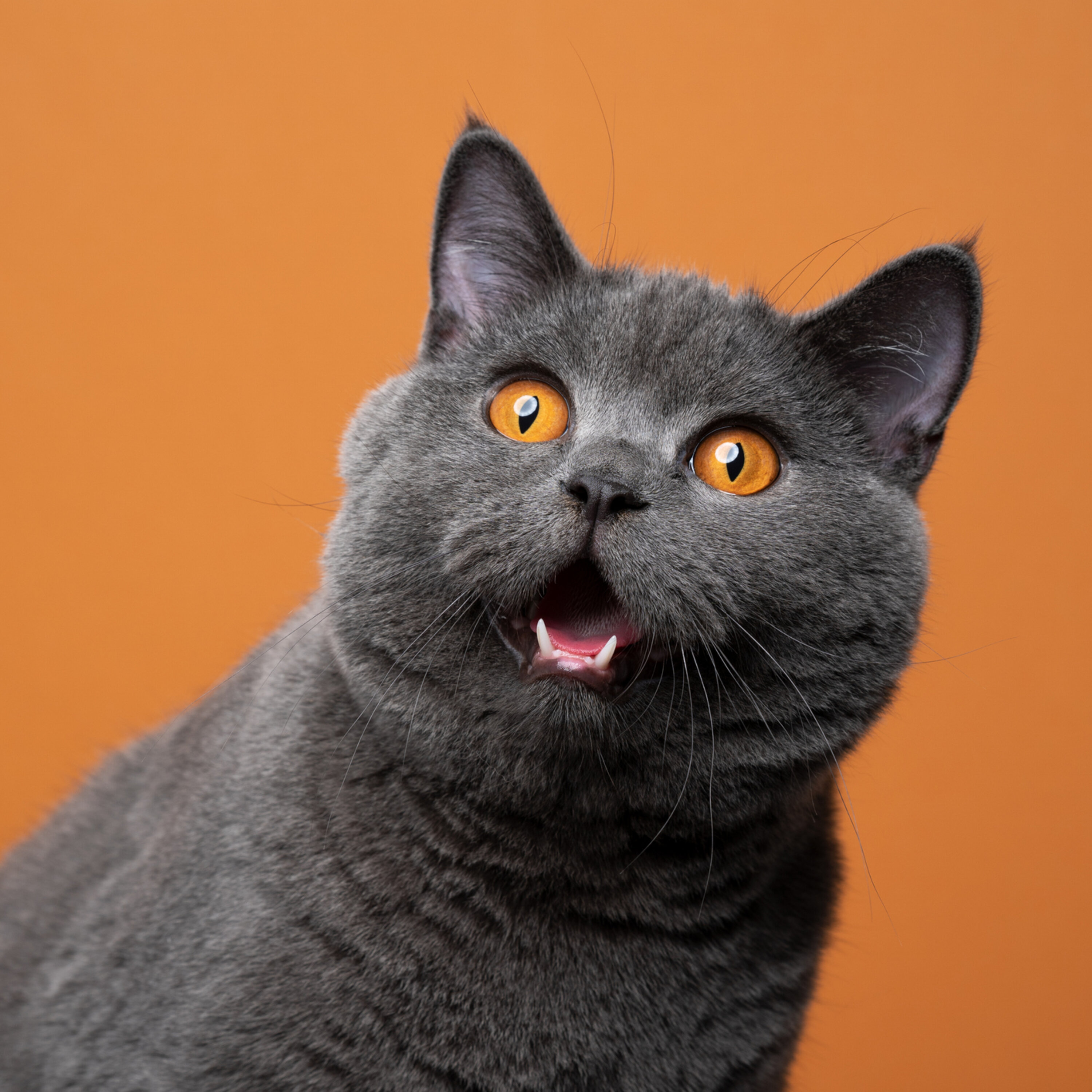 Cats considered invasive alien species episode artwork