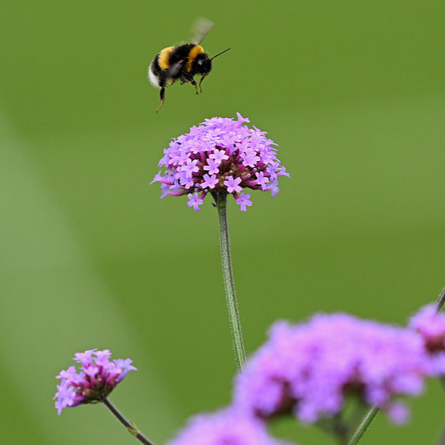 Is your garden good for bees?  It needs to be a little wild... episode artwork