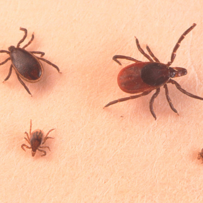 Would hunters welcome a vaccine against tick-born Lyme disease? episode artwork