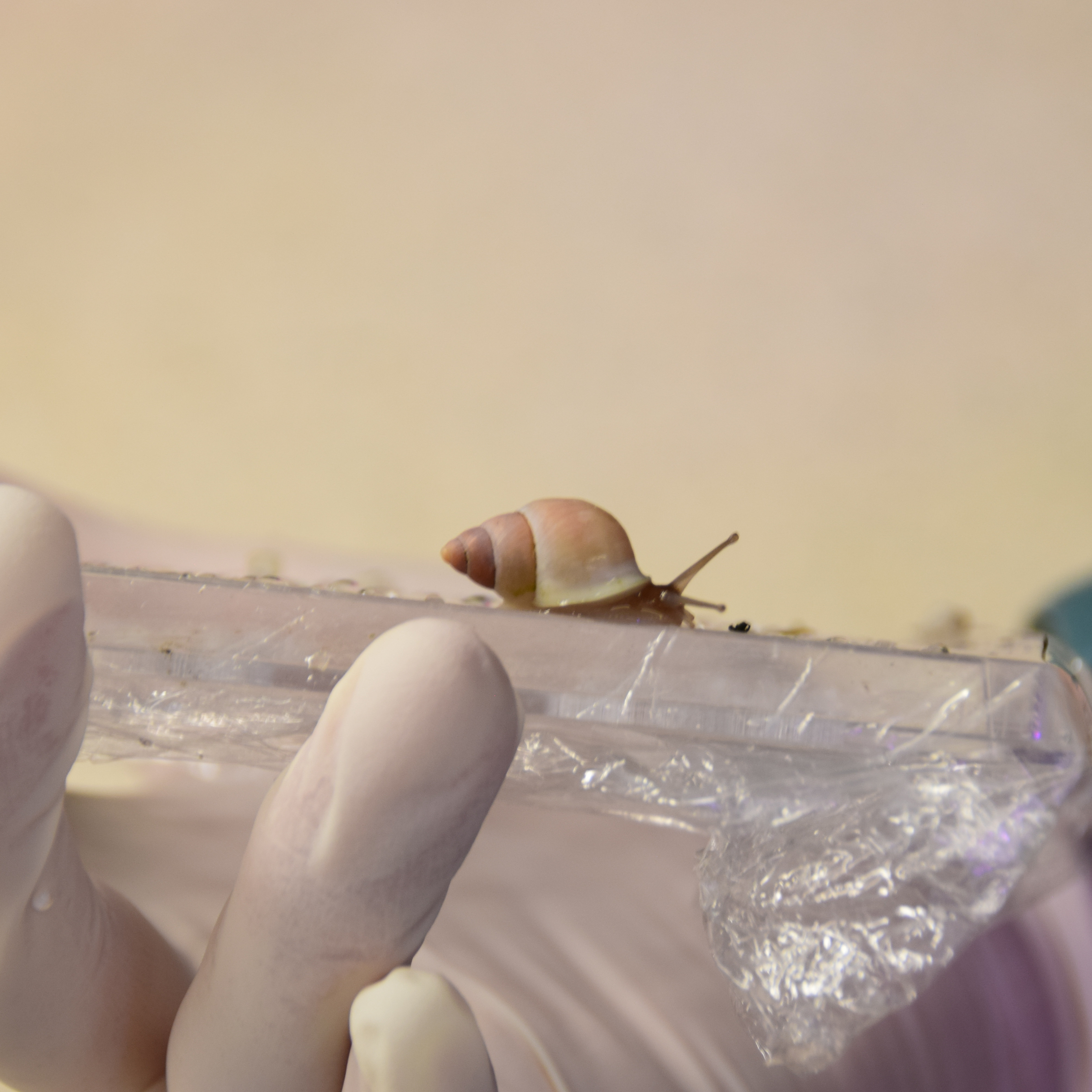 St Louis Zoo saves endangered snails ahead of typhoon episode artwork