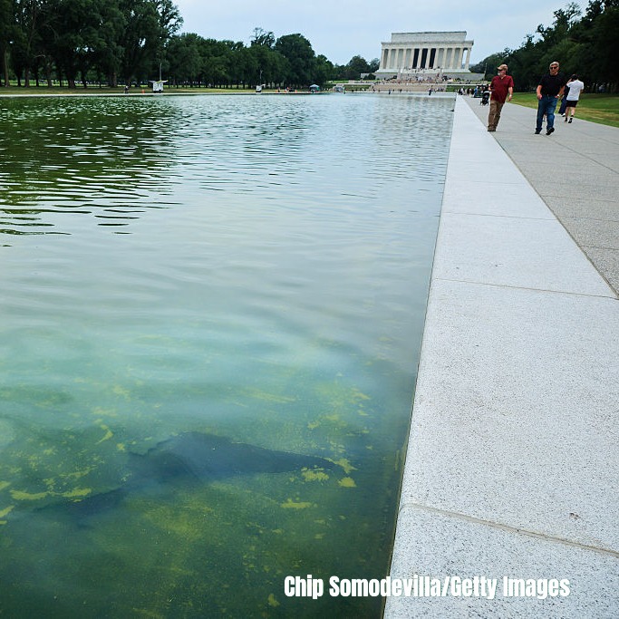 "As The Reflecting Pool Turns" episode artwork