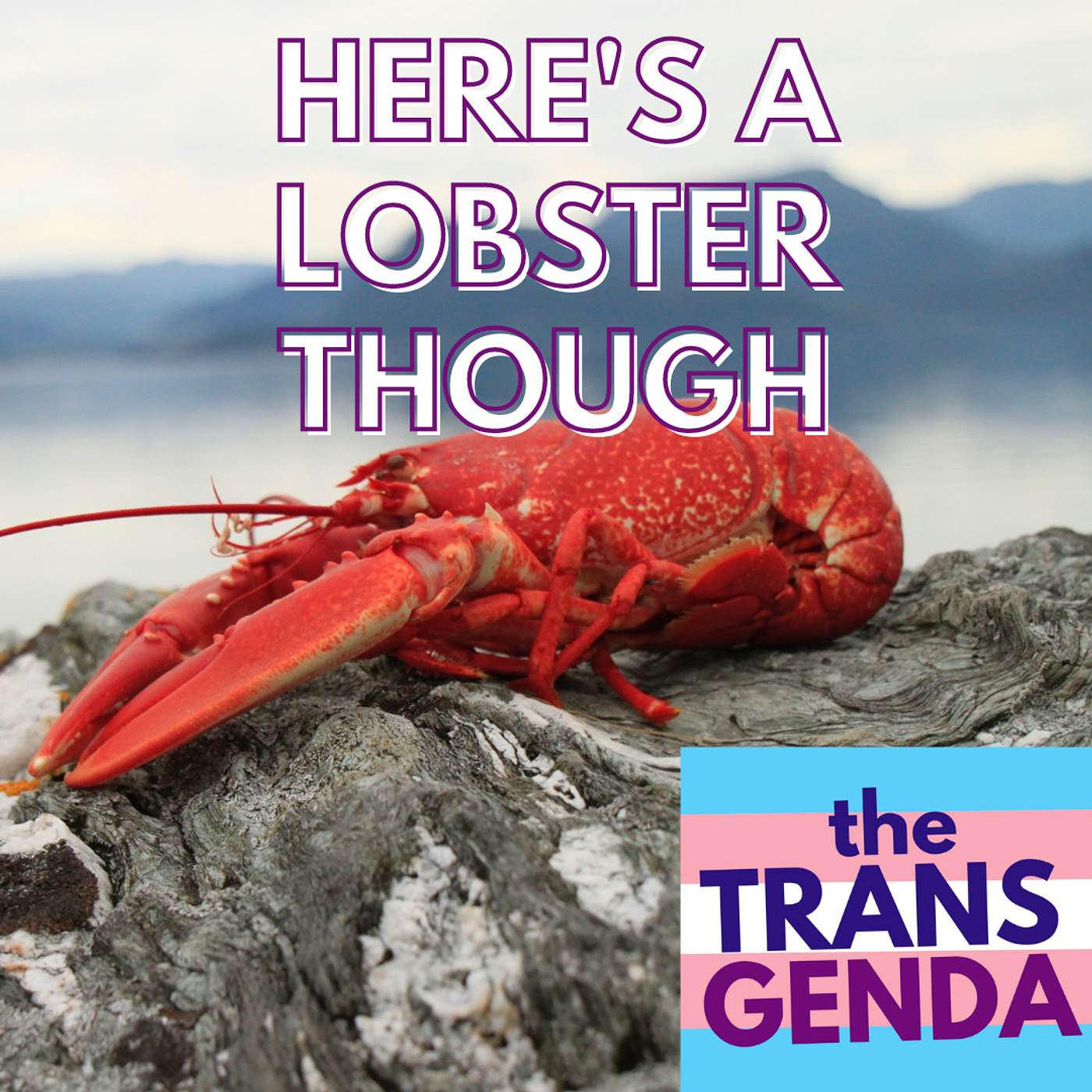 the Transgenda