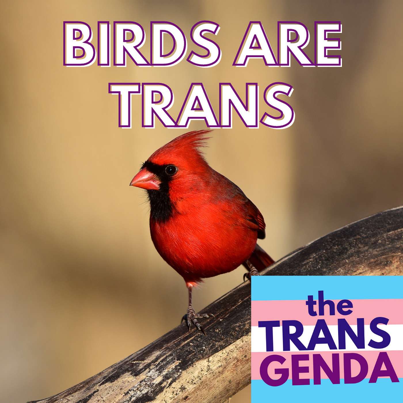 the Transgenda