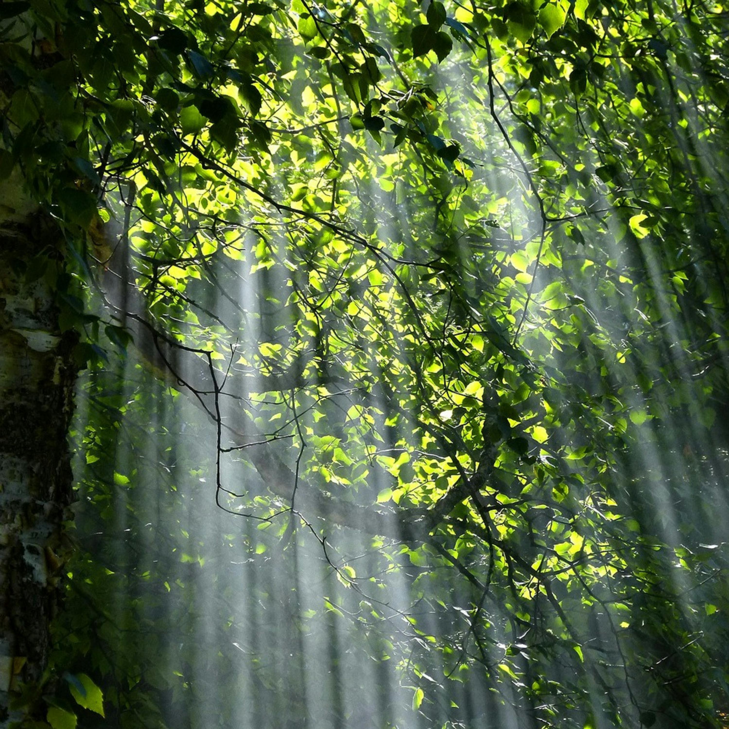 😴🍂😴 Dive into Restorative SLEEP with the Soothing Sounds of the FOREST and Relaxing MUSIC episode artwork