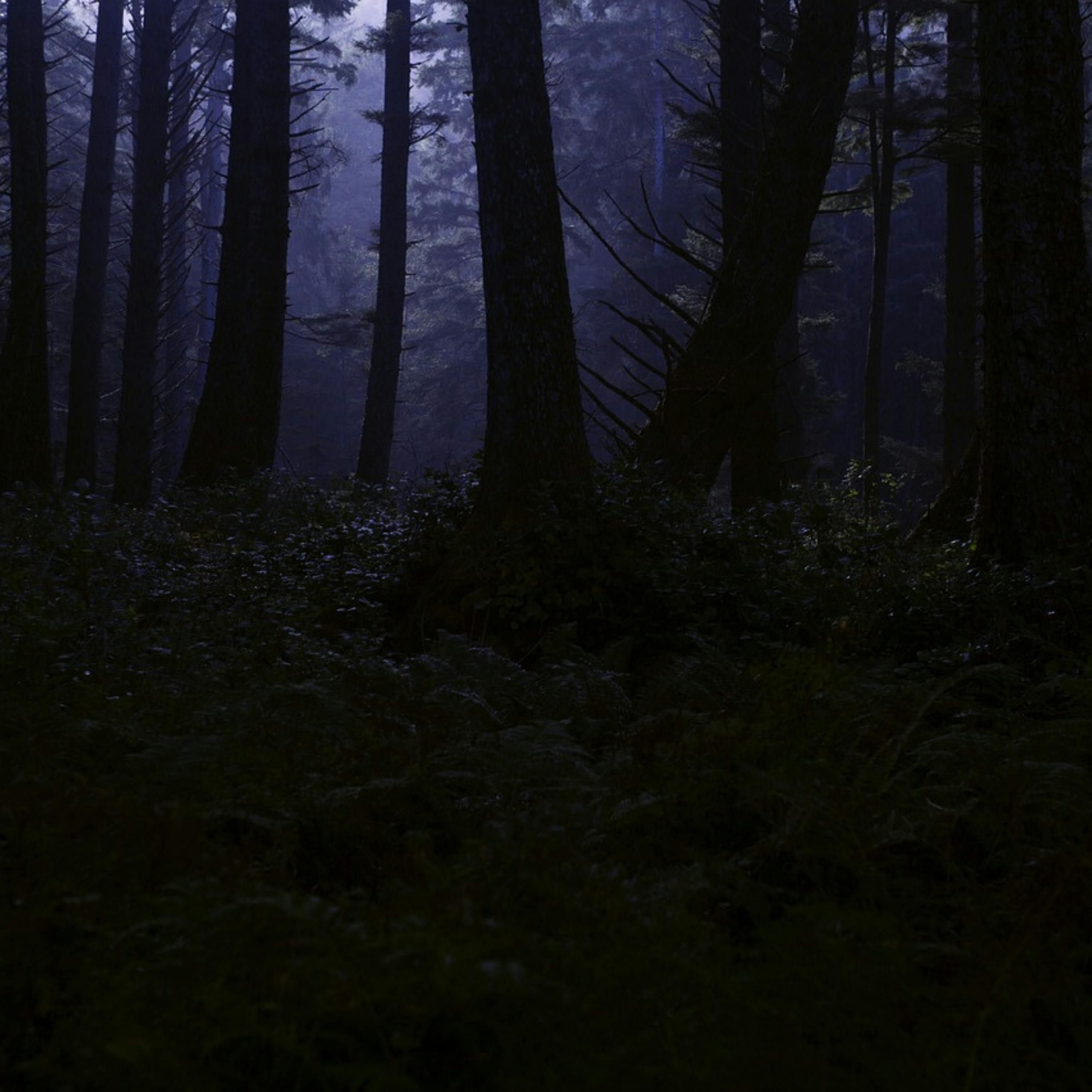 😴🍂🎵 Harmonious MUSIC and Forest SOUNDS: The Antidote to STRESS episode artwork
