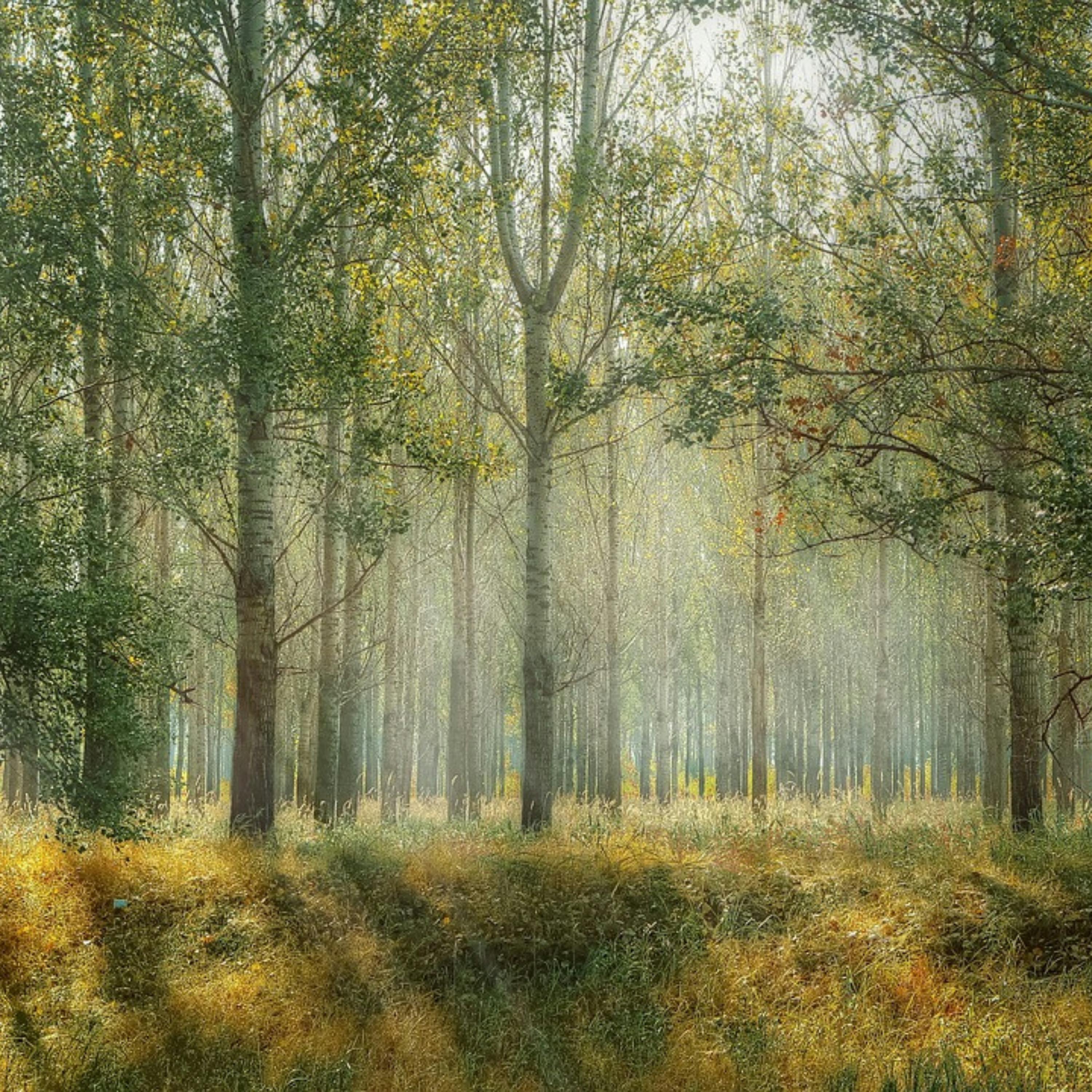 😴🍂🎵 SLEEP Enhanced by the Sound of the FOREST and a Soothing MELODY episode artwork