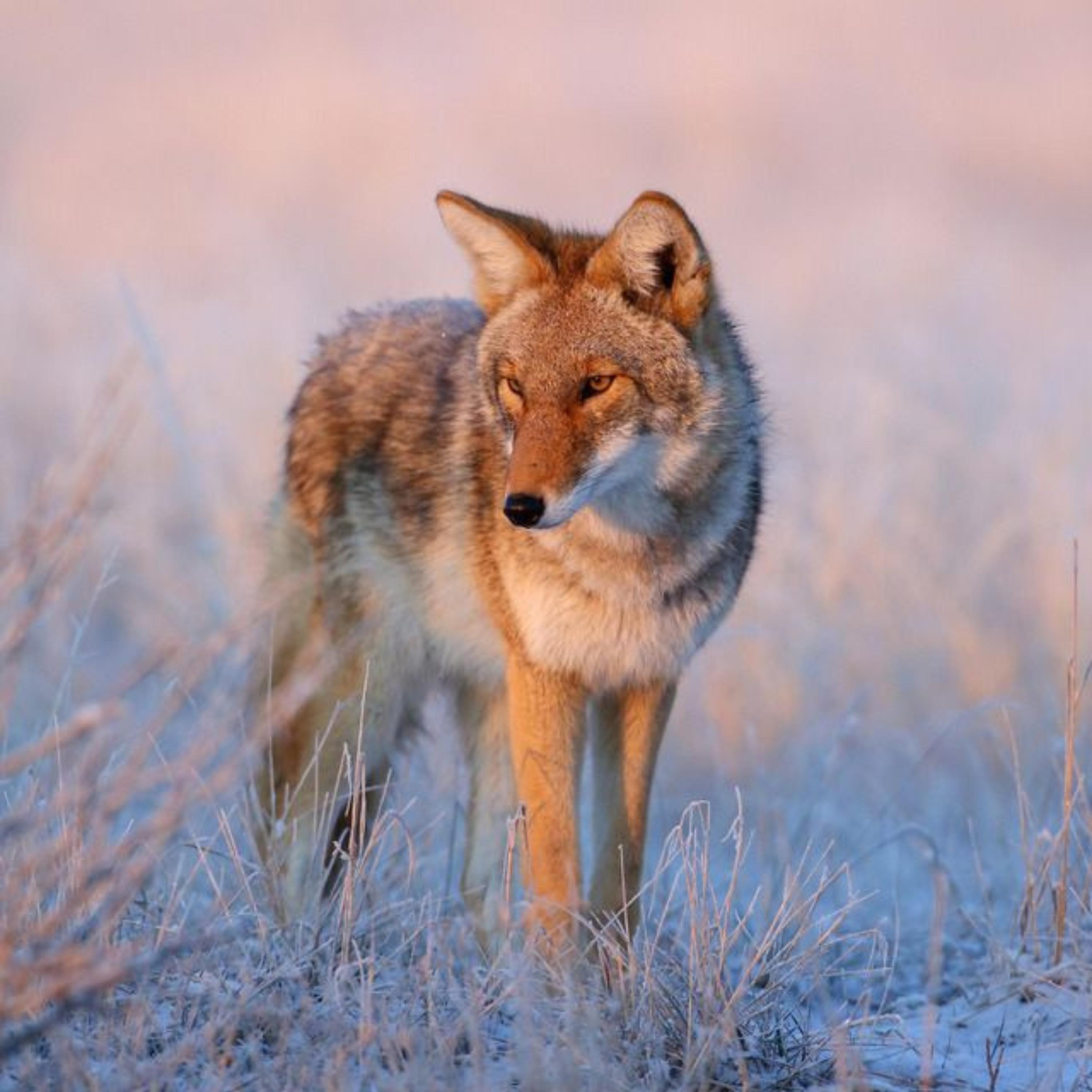 Coyote America: A Natural and Supernatural History