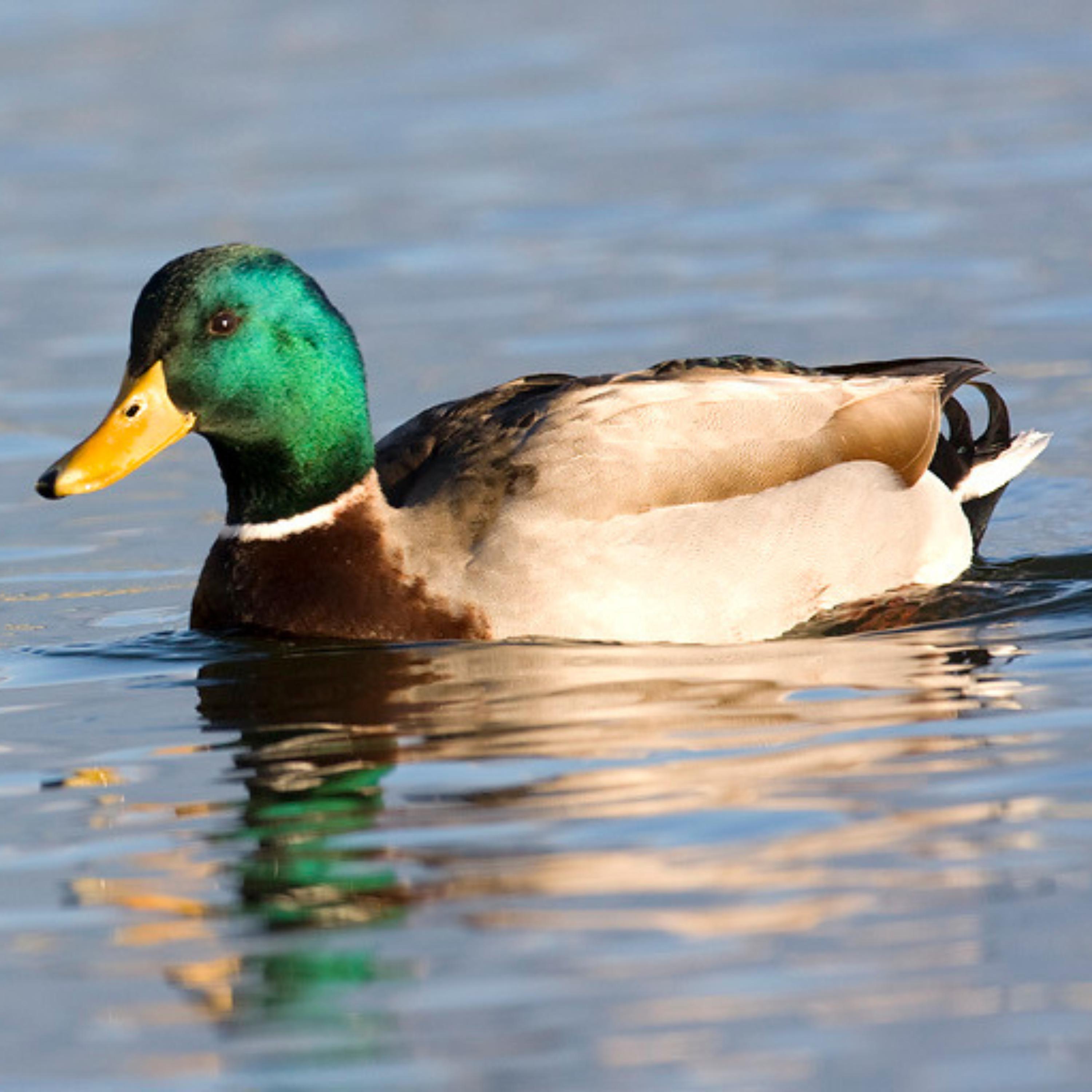 Sex Weird-O-Pedia: Shocking, Scandalous, and Incredibly Bizarre Sex Facts