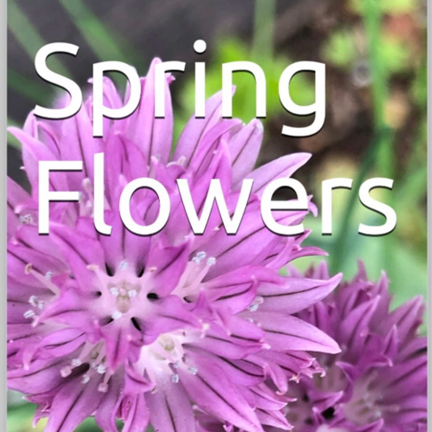 Spring Flowers Volume 130 Splendid by Daniel Lucas episode artwork
