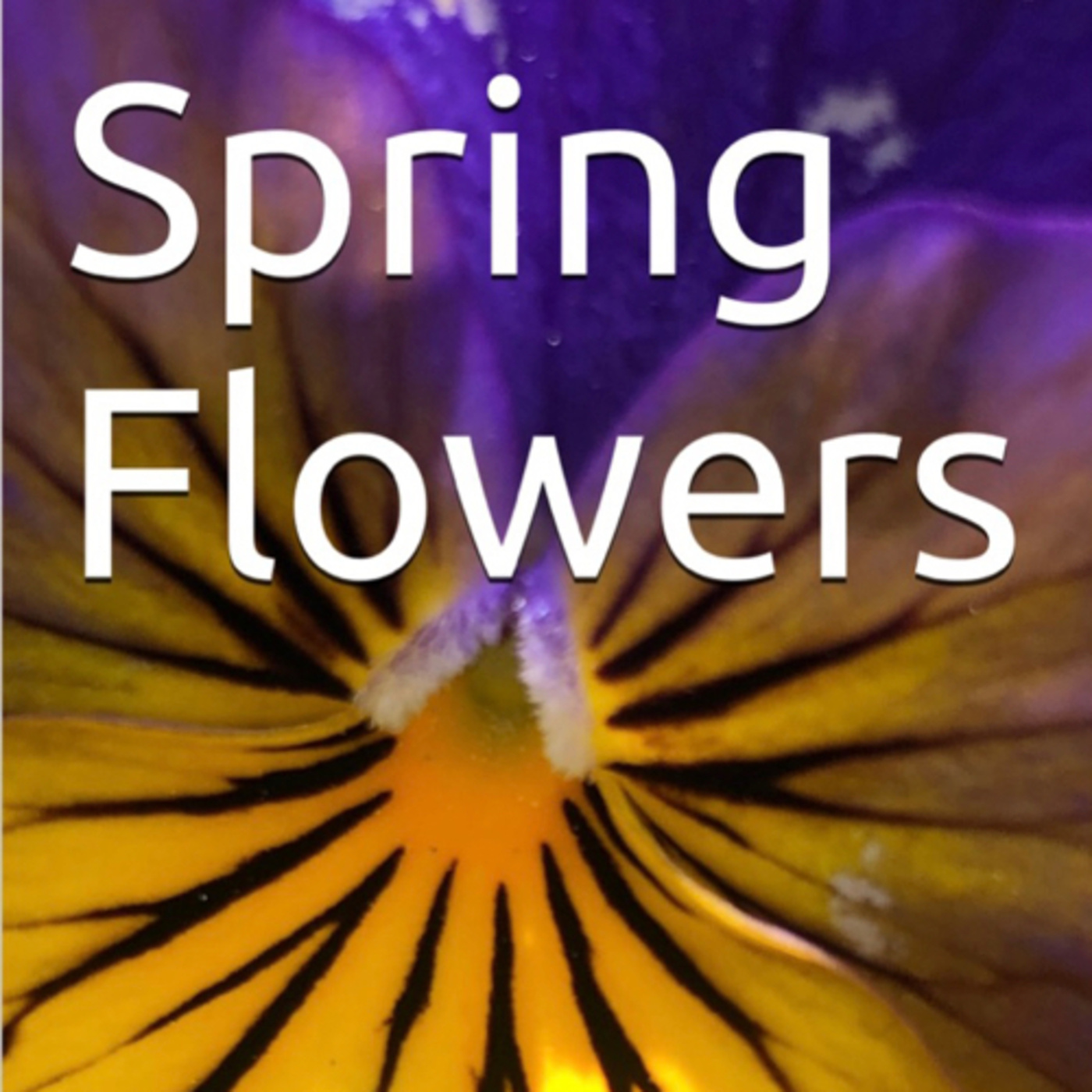 Spring Flowers Volume 122 Blissfully by Daniel Lucas episode artwork