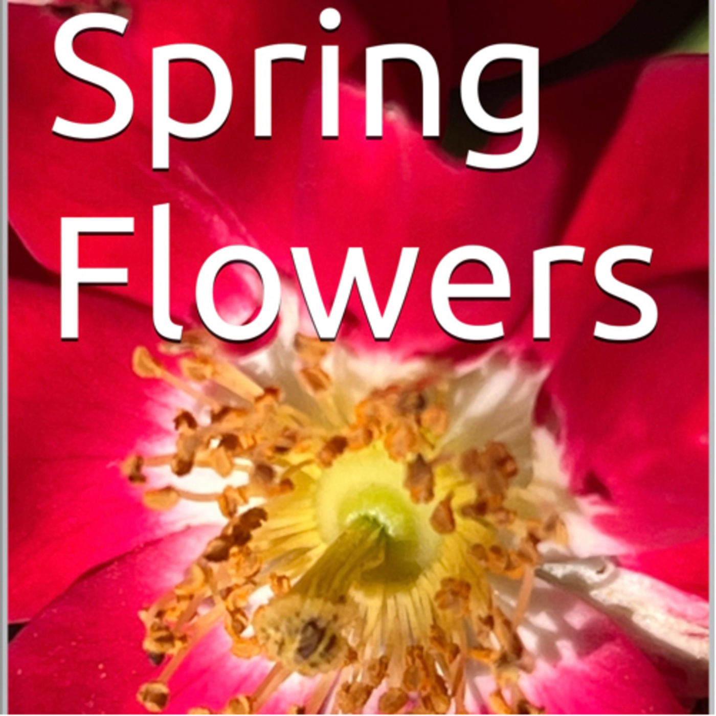 Spring Flowers Volume 95 Glaring by Daniel Lucas episode artwork