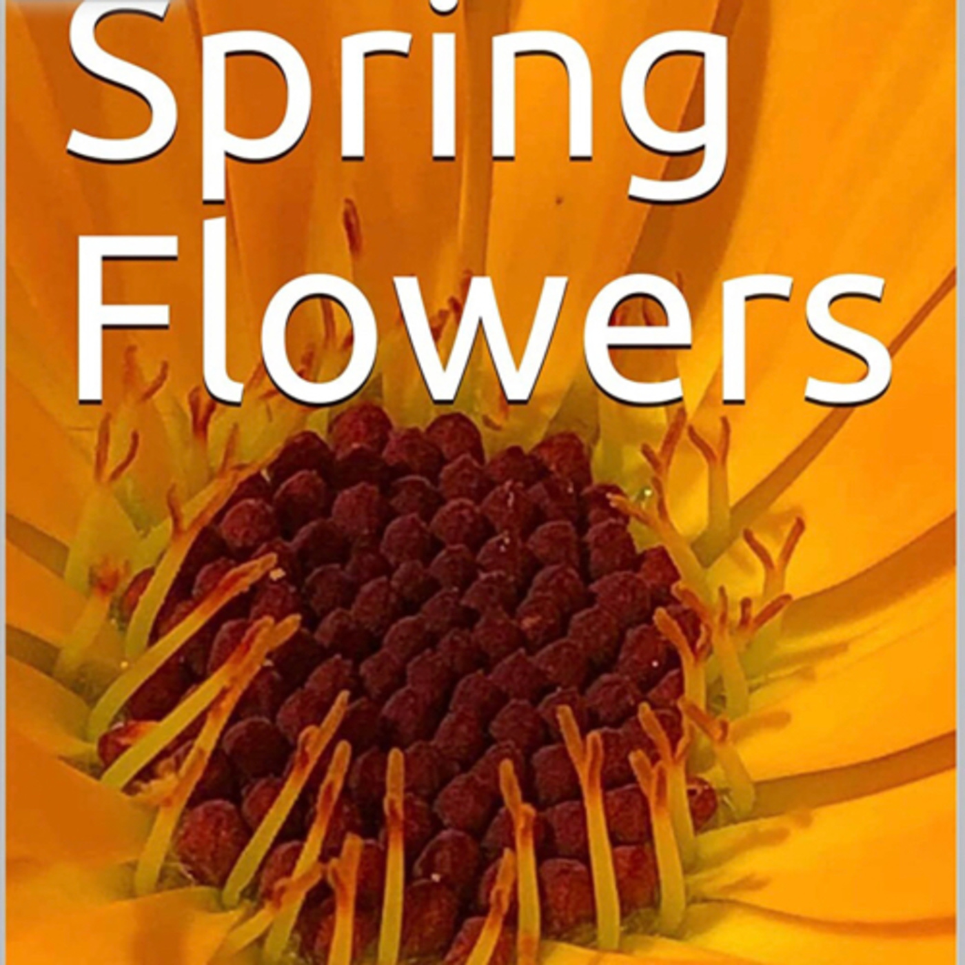 Spring Flowers Volume 5 Wild by Daniel Lucas episode artwork