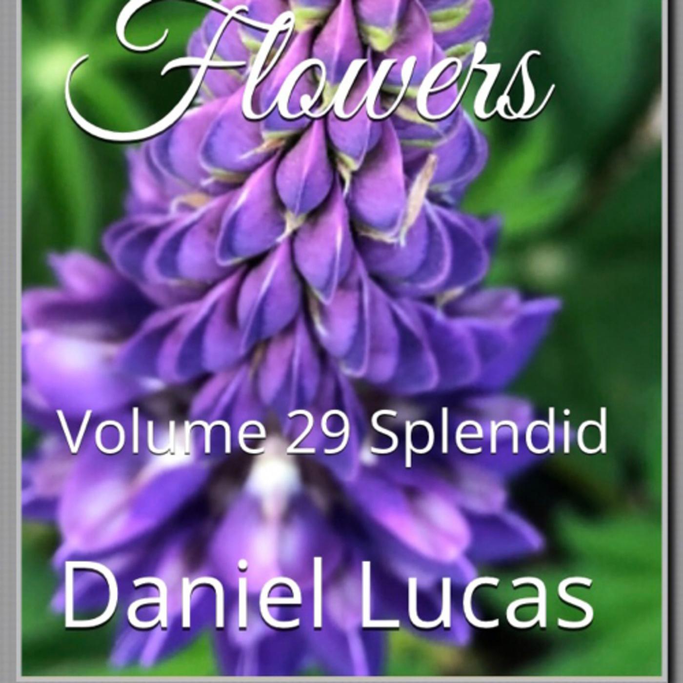 Spring Flowers Volume 29 Splendid by Daniel Lucas