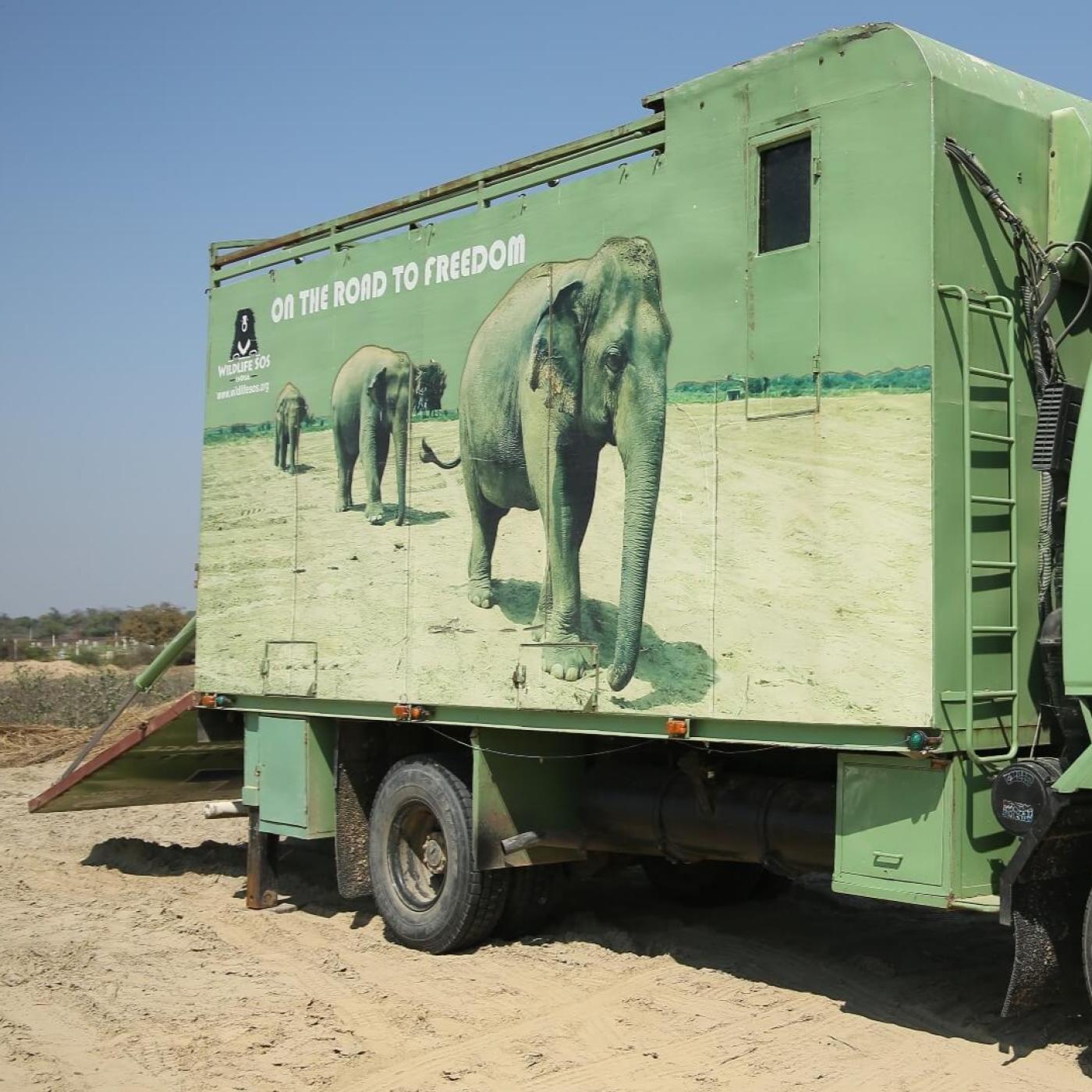 From Animal Shelters to Saving Elephants | Nikki Sharp of Wildlife SOS episode artwork