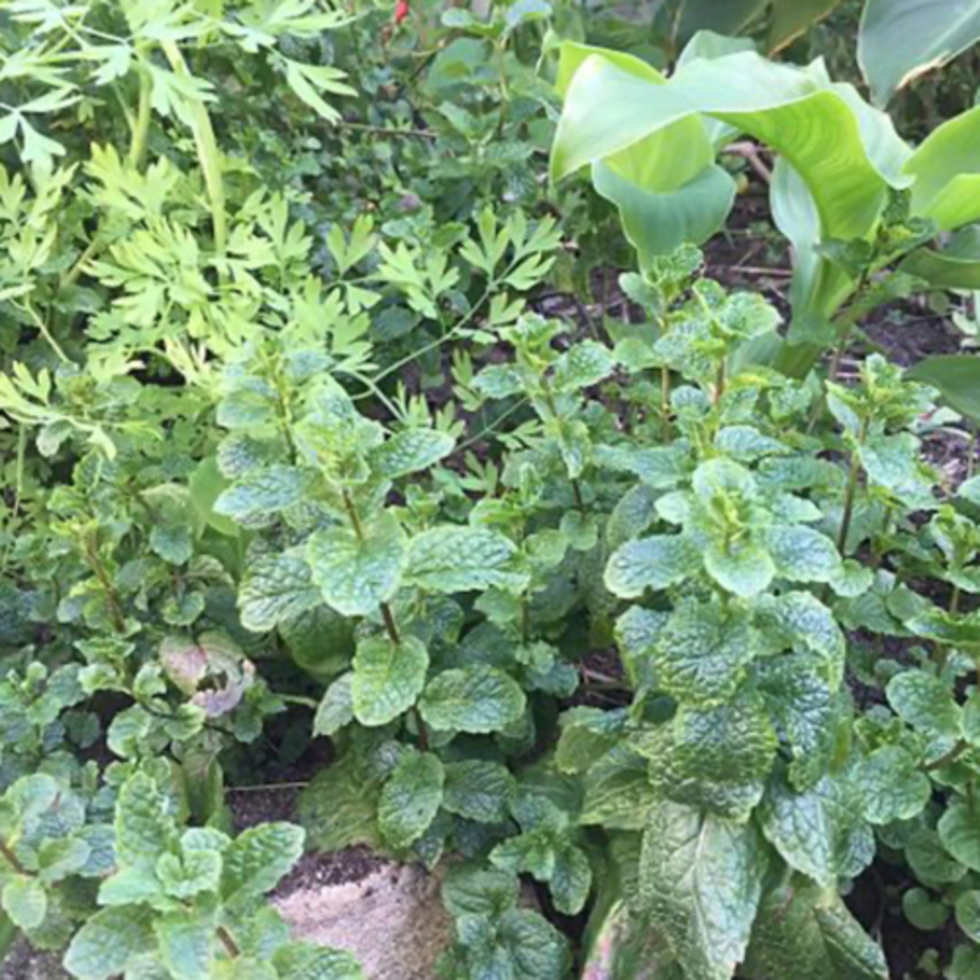 Herbs are a widely distributed and widespread group of plants, excluding vegetables episode artwork
