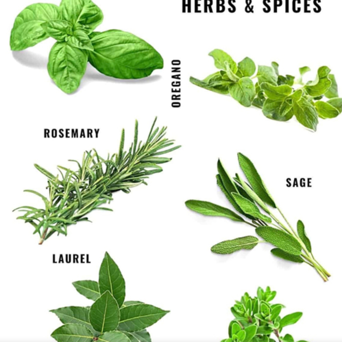 Italian Herbs are well known to the world .They had their own characteristics and Aroma episode artwork