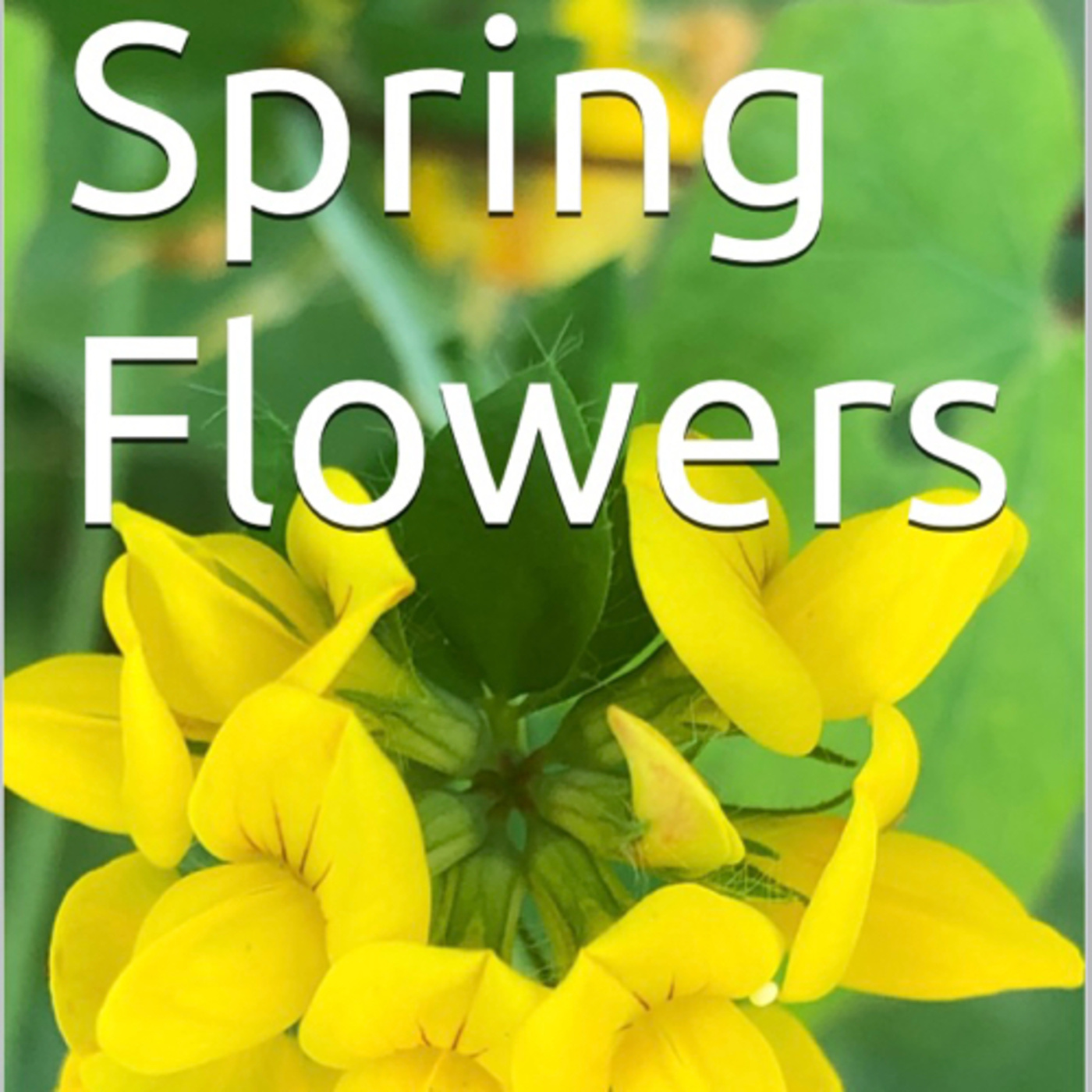 Spring Flowers Volume 132 Colourful by Daniel Lucas episode artwork
