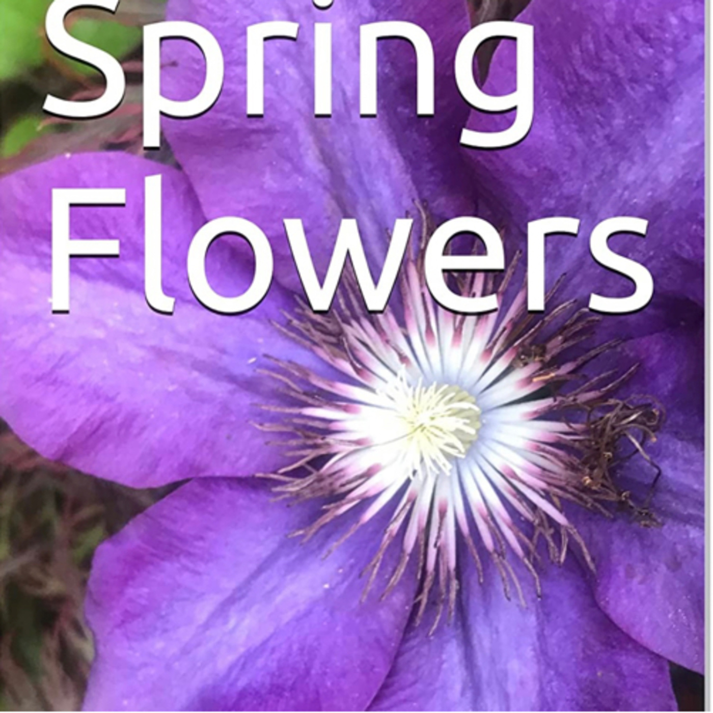 Spring Flowers Volume 34 Delicate by Daniel Lucas episode artwork
