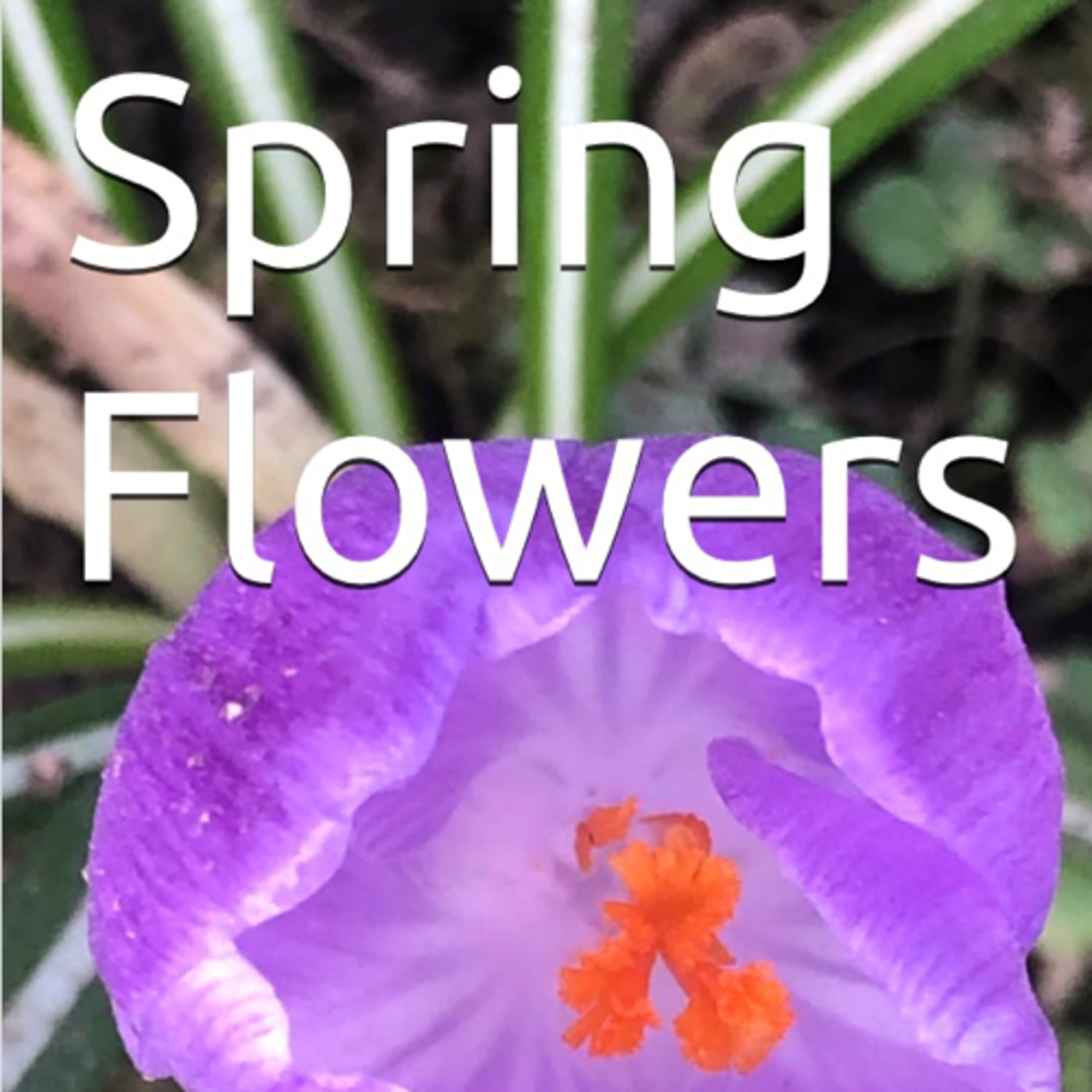 Spring Flowers Volume 127 Expressive by Daniel Lucas episode artwork