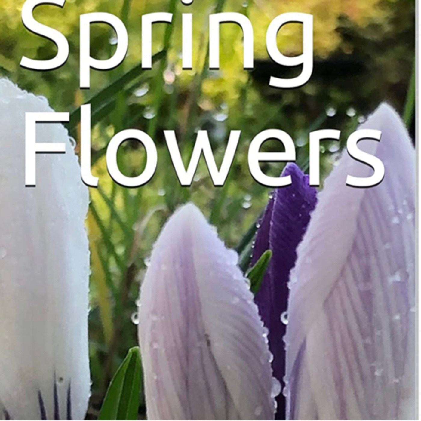 Spring Flowers Volume 55 Regal by Daniel Lucas episode artwork