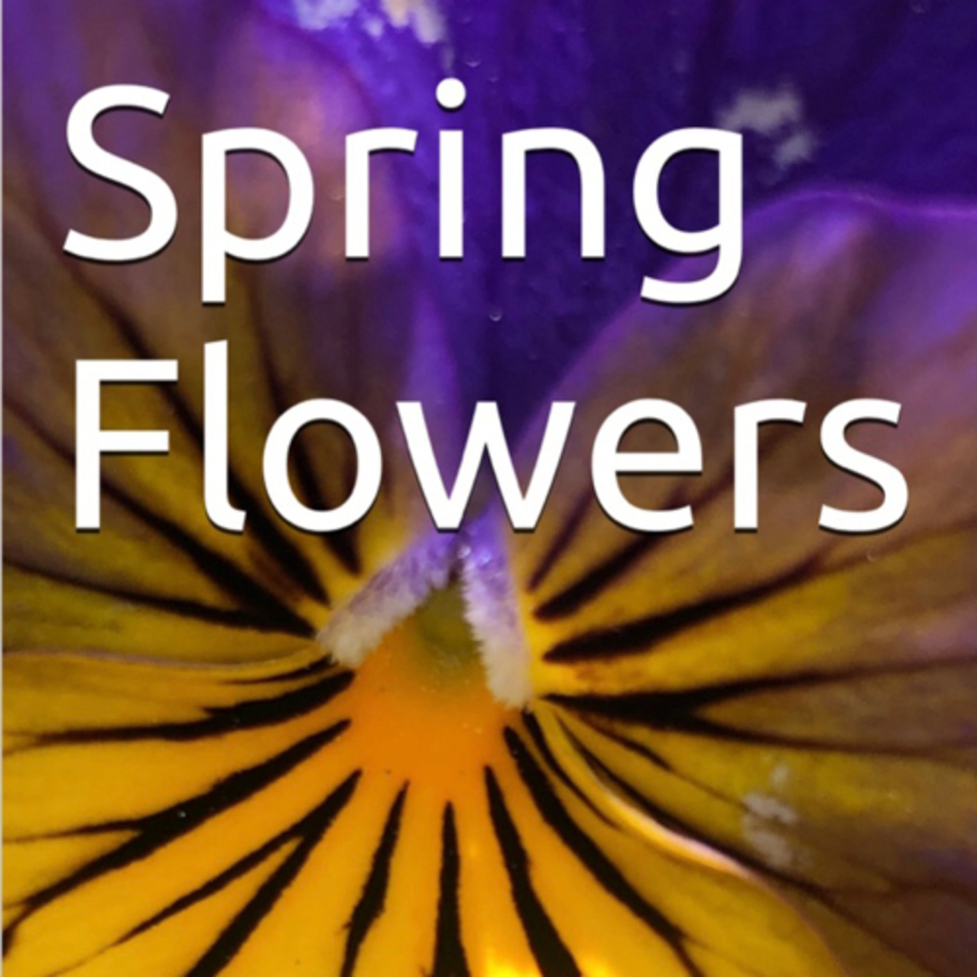 Spring Flowers Volume 122 Blissfully by Daniel Lucas episode artwork