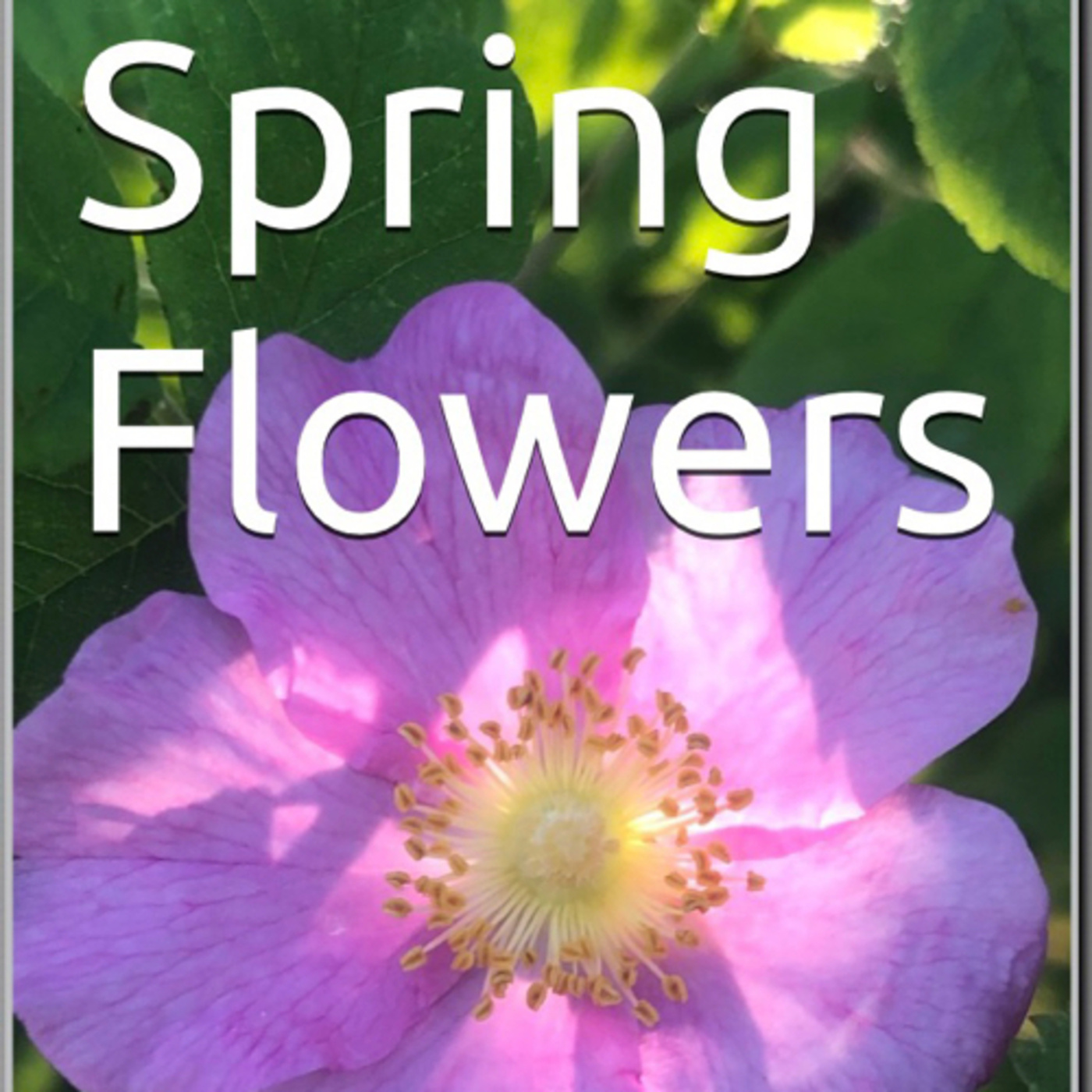 Spring Flowers Volume 116 Alluring by Daniel Lucas episode artwork