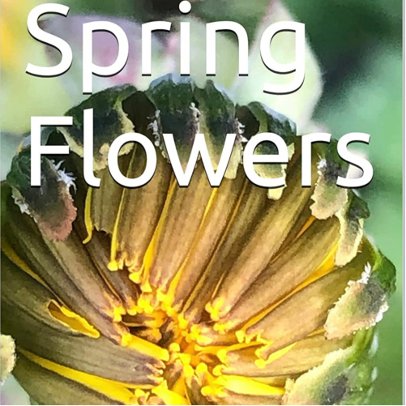 Spring Flowers Volume 81 Enigmatical by Daniel Lucas episode artwork