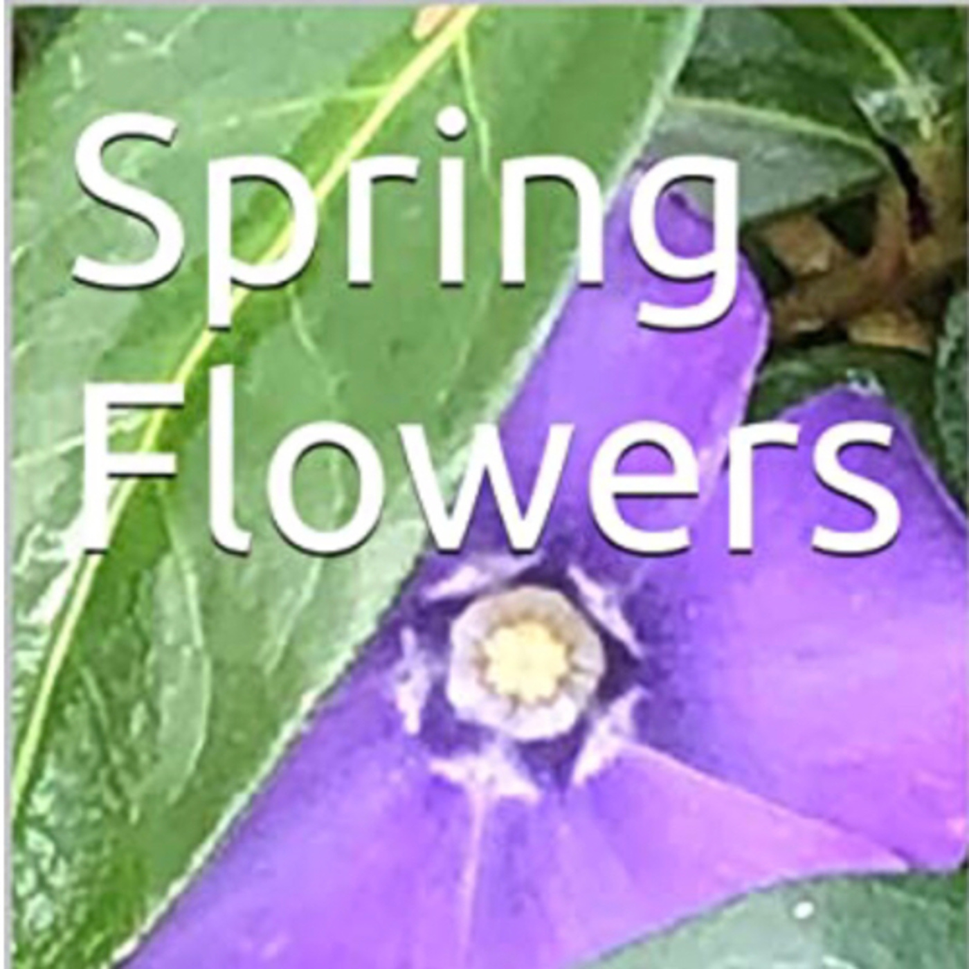 Spring Flowers Volume 90 Timid by Daniel Lucas episode artwork
