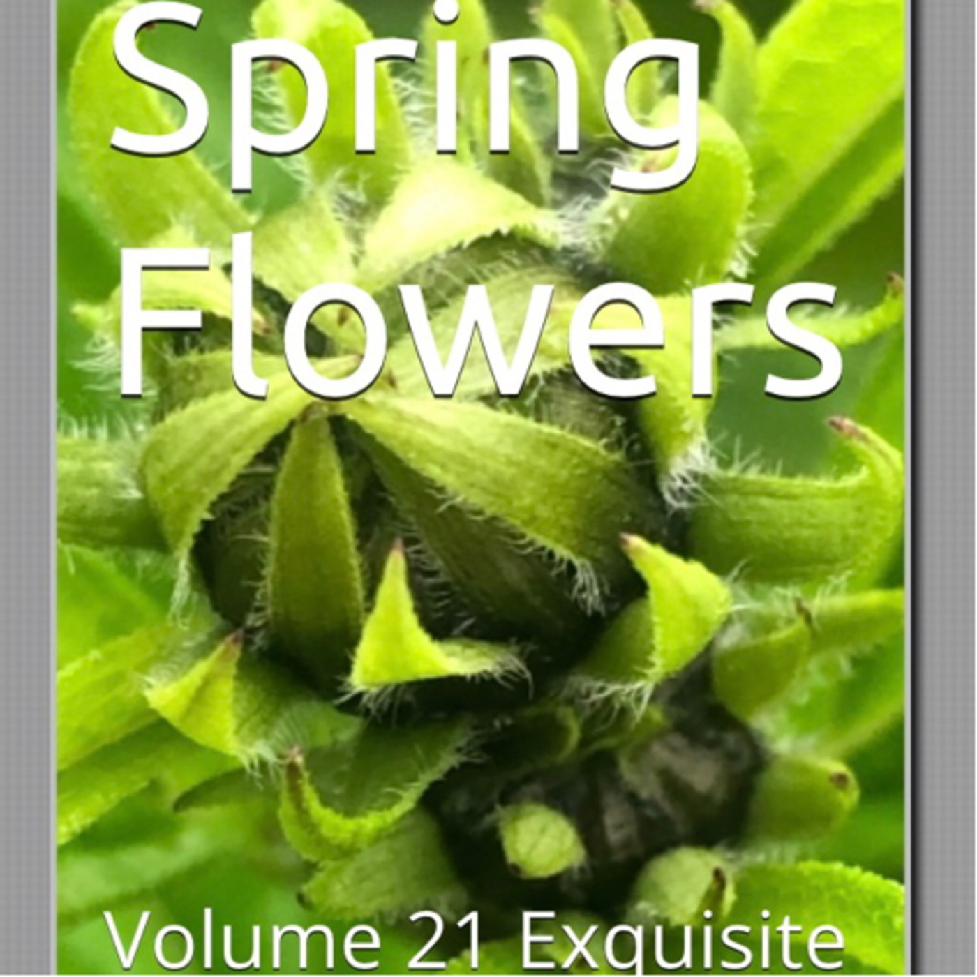 Spring Flowers Volume 21 Exquisite by Daniel Lucas episode artwork