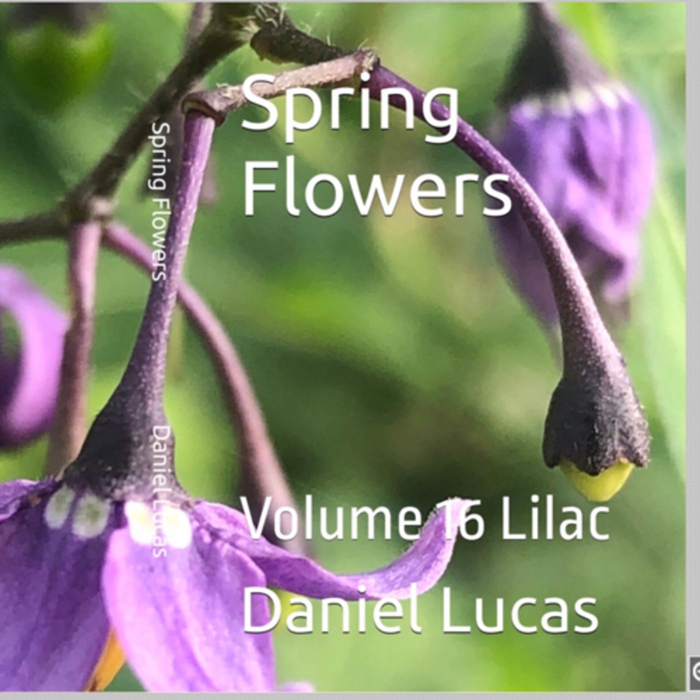 Spring Flowers Volume 16 Lilac by Daniel Lucas episode artwork