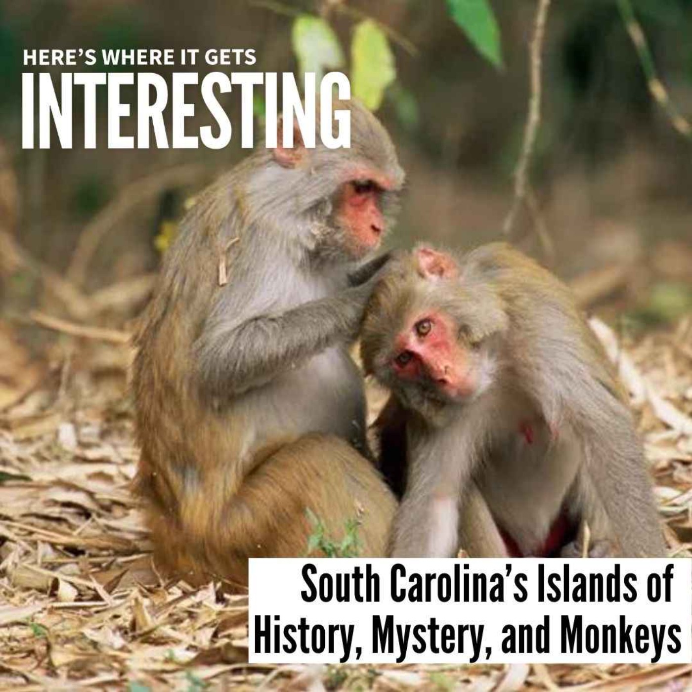 South Carolina’s Islands of History, Mystery, and Monkeys with Sharon McMahon episode artwork